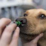 vaccination