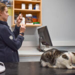 Vet preparing a cat vaccination at Hook Norton Veterinary Group