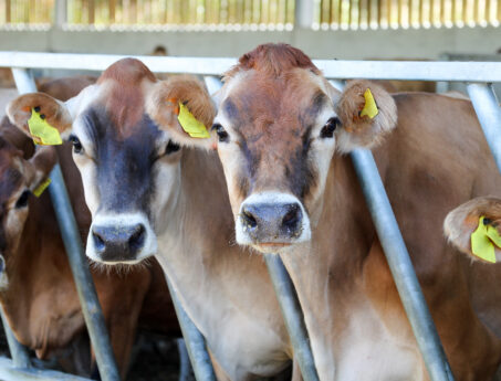 cows in stable