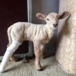 sheep