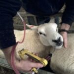 sheep