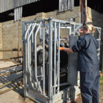 Vet examining a cow held in a cattle crush during TB testing