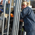Vet giving a cow a TB skin test injection in a cattle crush