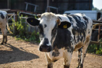Black and white beef cow with ear tags standing in a farmyard
