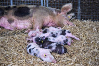 Sow lying in straw with a litter of piglets in a pen