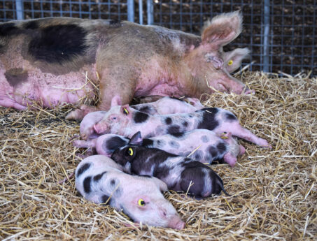 Sow lying in straw with a litter of piglets in a pen