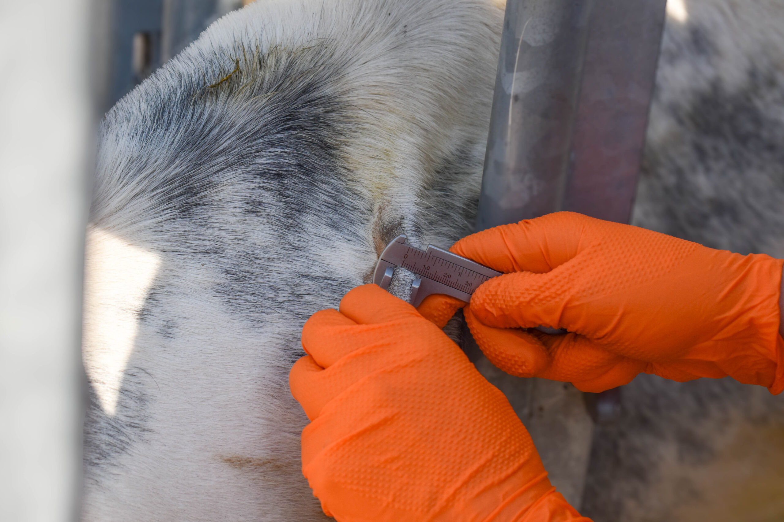 Vet using calipers to measure a skin fold on a cow during a TB test