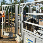 Vet securing a cow in a cattle crush ready for TB testing