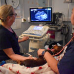 Two vets performing an ultrasound scan on a small dog, one listening with a stethoscope