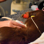 Close-up of a small dog having an ultrasound scan, with monitoring leads attached