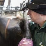 Routine dairy fertility