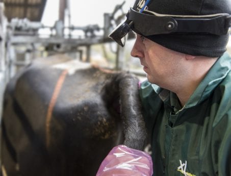 Routine dairy fertility