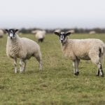 Hook Norton Veterinary Group vet or practice photo