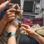 Vet administering an injection to a cat during a senior health check at Hook Norton Veterinary Group