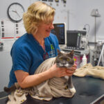 Smiling vet holding senior cat Pepper on examination table at Hook Norton Veterinary Group senior health check
