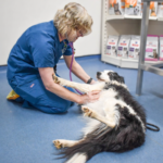 Vet Jenny performing a senior health check on a border collie lying on the consulting room floor