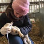 sheep