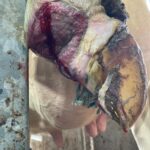 Farm Animal Medicine and Surgery