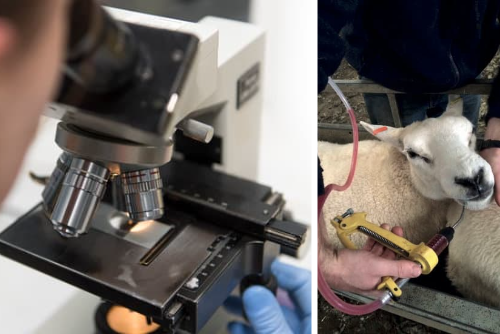 Sustainable parasite control guide for livestock from Hook Norton Vets