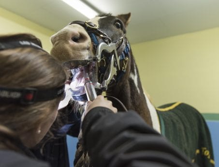 horse dental HNVG