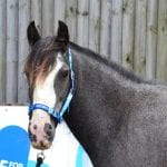 DSC_0068 at Hook Norton Veterinary Group
