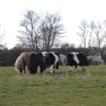 DSC_0097 at Hook Norton Veterinary Group