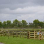 DSC_0375 at Hook Norton Veterinary Group