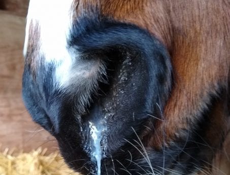 IMG-20190207-WA0000 at Hook Norton Veterinary Group