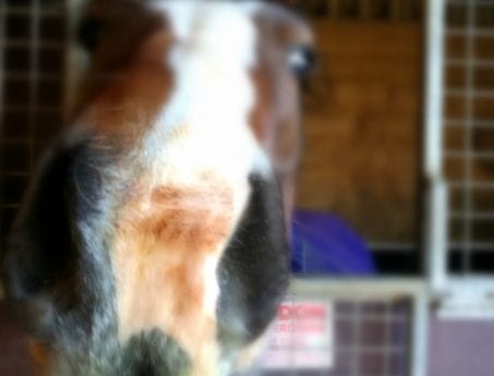 Ivor nose pic at Hook Norton Veterinary Group