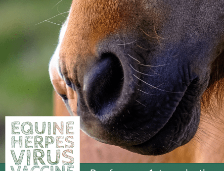 Screenshot of content from Hook Norton Veterinary Group