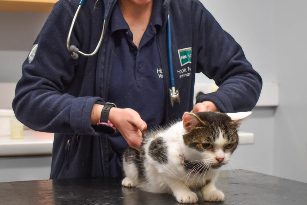 Vet performing a health check on a cat at Hook Norton Veterinary Group