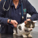 Vet performing a health check on a cat at Hook Norton Veterinary Group