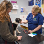 Vet and owner with a puppy during a monthly puppy health check at Hook Norton Veterinary Group