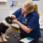 Vet examining a Border Collie puppy's ears and head during a monthly puppy health check at Hook Norton Veterinary Group