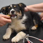 Border Collie puppy being given a treat during a monthly puppy check at Hook Norton Veterinary Group