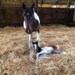 equine stud package