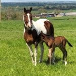 equine stud package