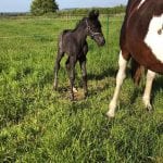 equine stud package
