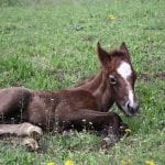 equine stud package