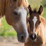 equine stud package, newborn foal parameters