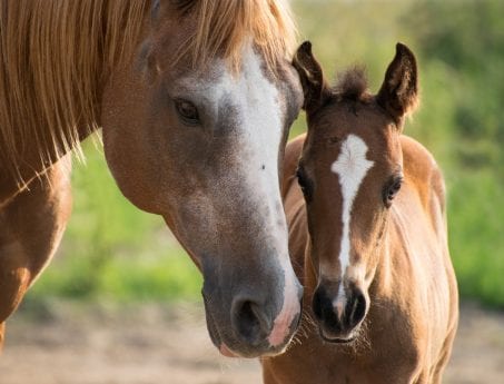 equine stud package, newborn foal parameters