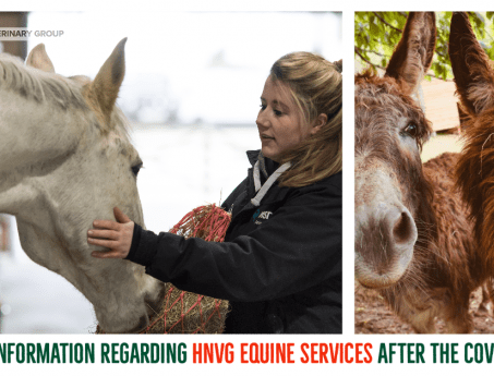 COVID-19 closure social equine-2 at Hook Norton Veterinary Group