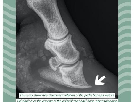 My Post-8 at Hook Norton Veterinary Group