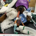 image0 at Hook Norton Veterinary Group