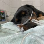 image3 at Hook Norton Veterinary Group