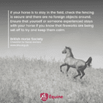 Hook Norton Veterinary Group promotional or service graphic