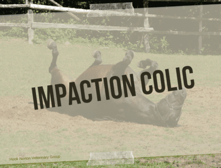 Impaction Colic (1) at Hook Norton Veterinary Group
