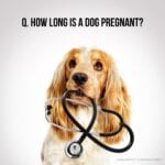 How long is a dog pregnant? at Hook Norton Veterinary Group