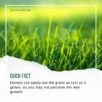 Hook Norton Veterinary Group promotional or service graphic