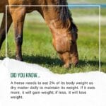 Hook Norton Veterinary Group promotional or service graphic